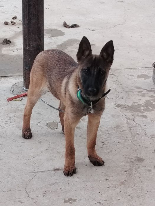 Бельгийский овчарка