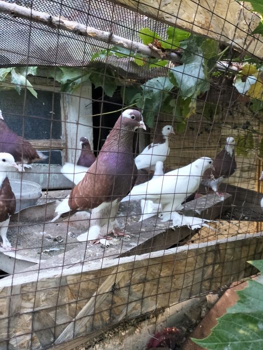 Голуби разные.  .