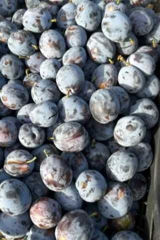Prune culese în butoi
