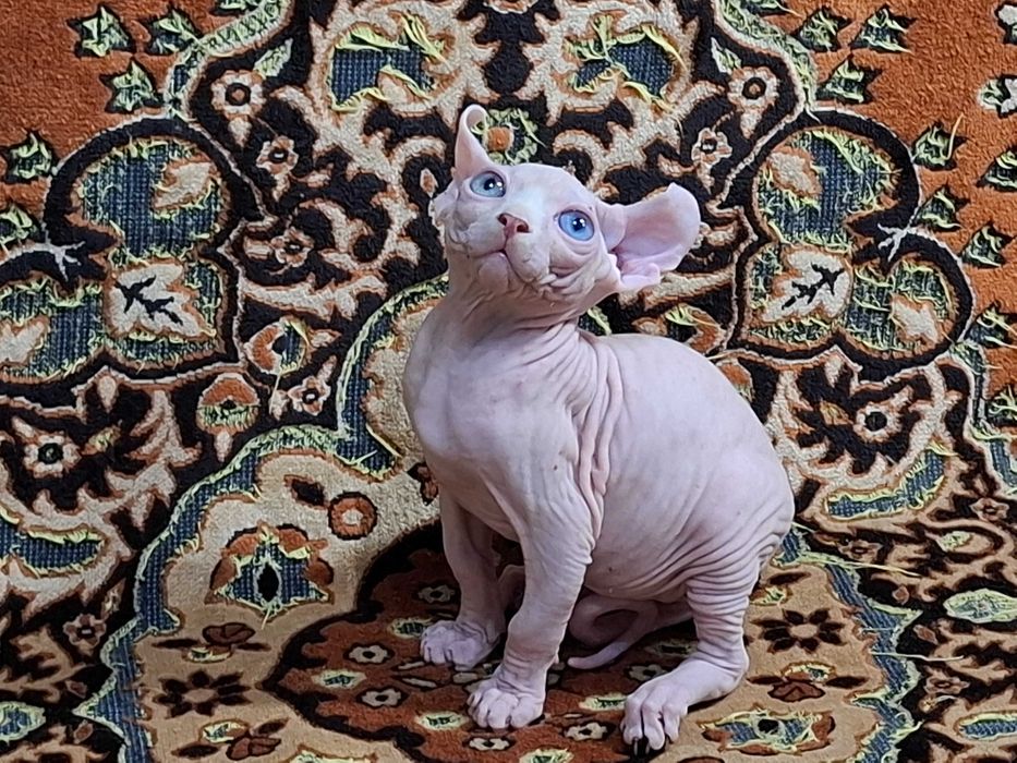 Котята породы Эльф