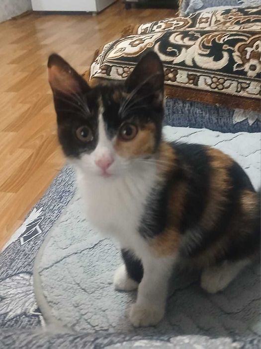 Замечательный котик ищет дом.