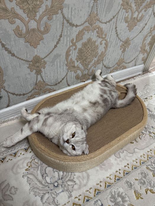 Отдам кота в добрые руки