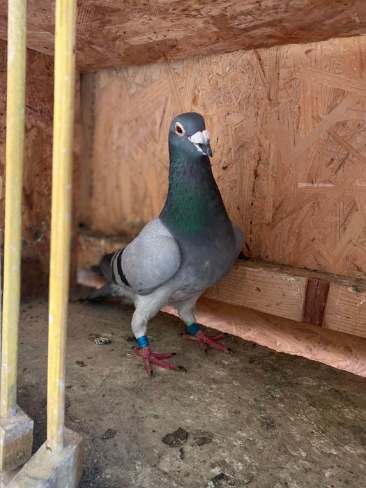 Vând porumbei,porumbei zburati,citiți descrierea