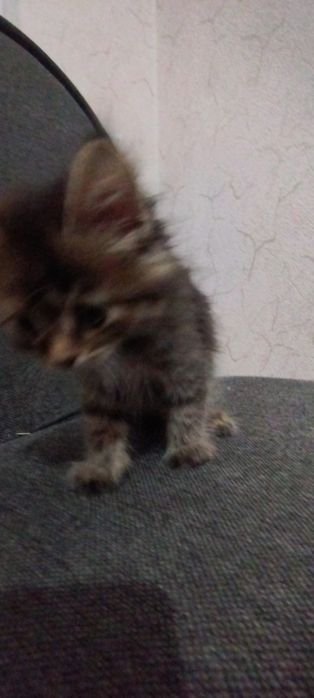 Отдам котёнка в добрые руки