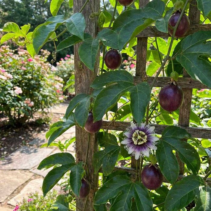 Пасифлора (Маракуя) – Passiflora edulis