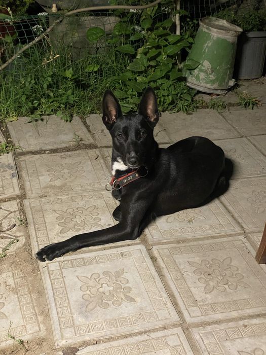 Бесплатно отдам щенят