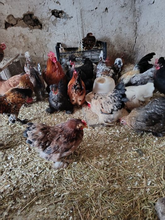 Oua pt incubat gaini pitice