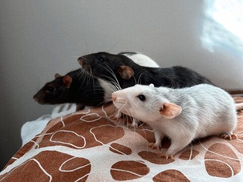 Sobolani dumbo de companie