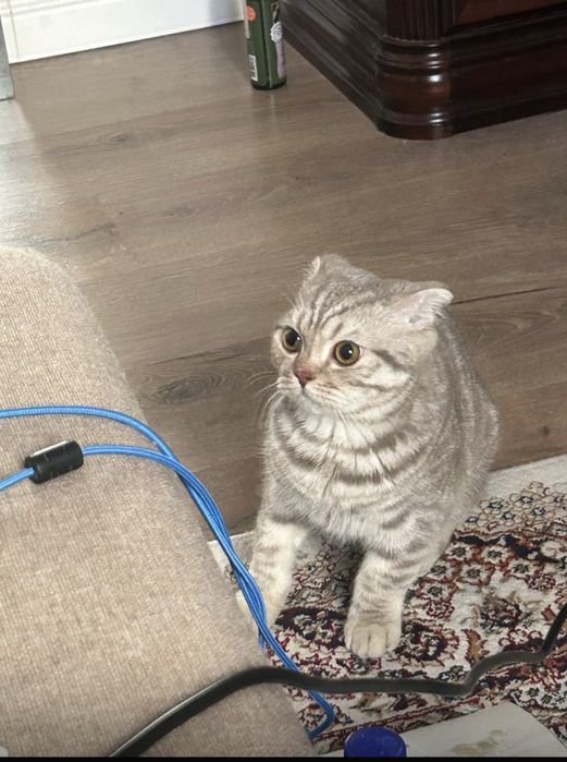 Продаем шотландского вислоухого (торг)