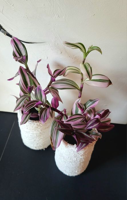 Tradescantia in ghiveci confectionat manual