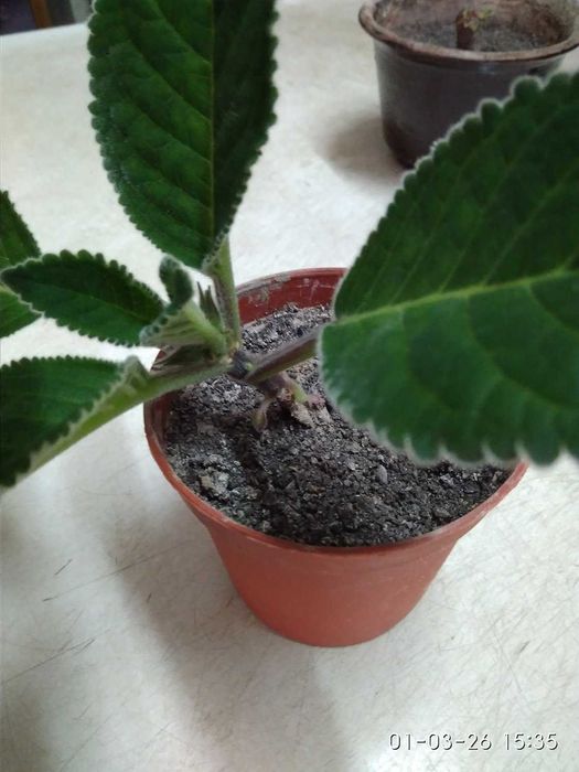 Зацветающий цветок Глаксинии, 1,5г. фиолетового от-ка. Комнатные цветы