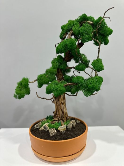 Бонсай натуральный живой