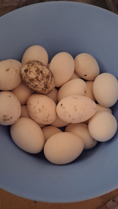 ouă motate olandeza