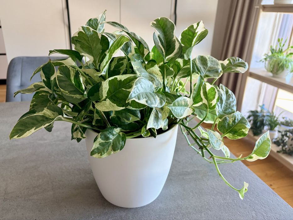 Plante Epipremnum in substrat Lechuza-pon