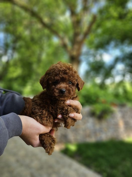 Той пудел[toy poodle)] Лицензиран развъдник