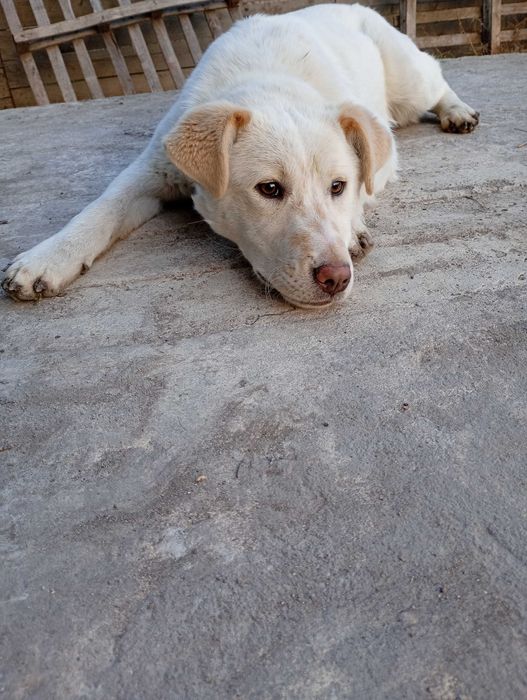 Подарявам бяло кученце