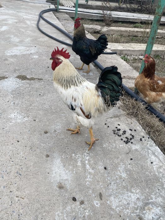 Қораз шымкент Петух