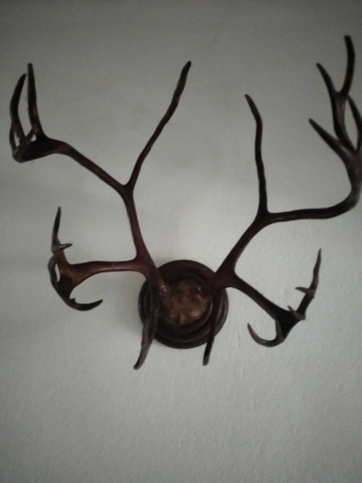 Продавам рога от елен
