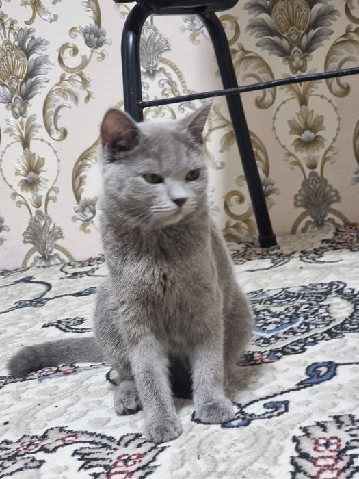 Mushuk sotiladi Skotish strayt