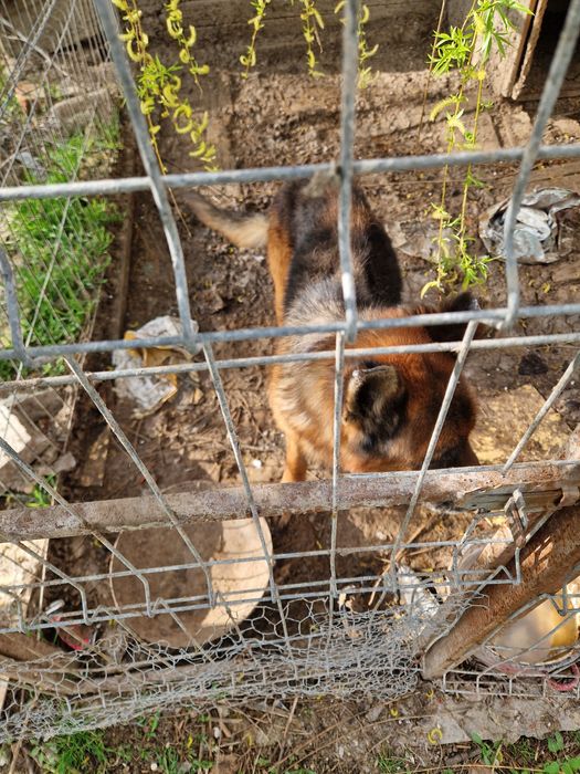 Donez doi masculi de ciobanesc german