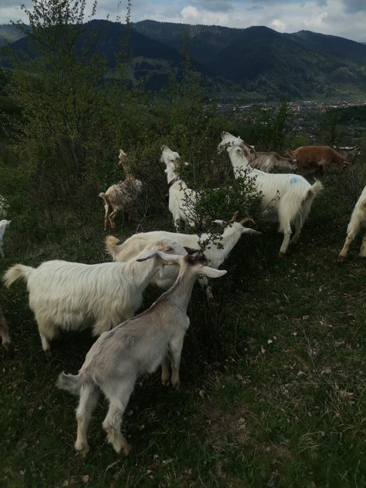 Vand 50 de capre Saanen si Anglonubian