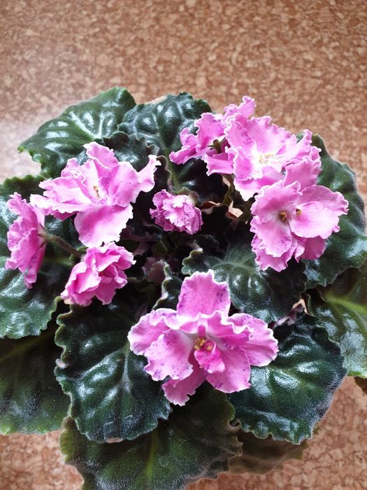 Цветущие, сортовые фиалки