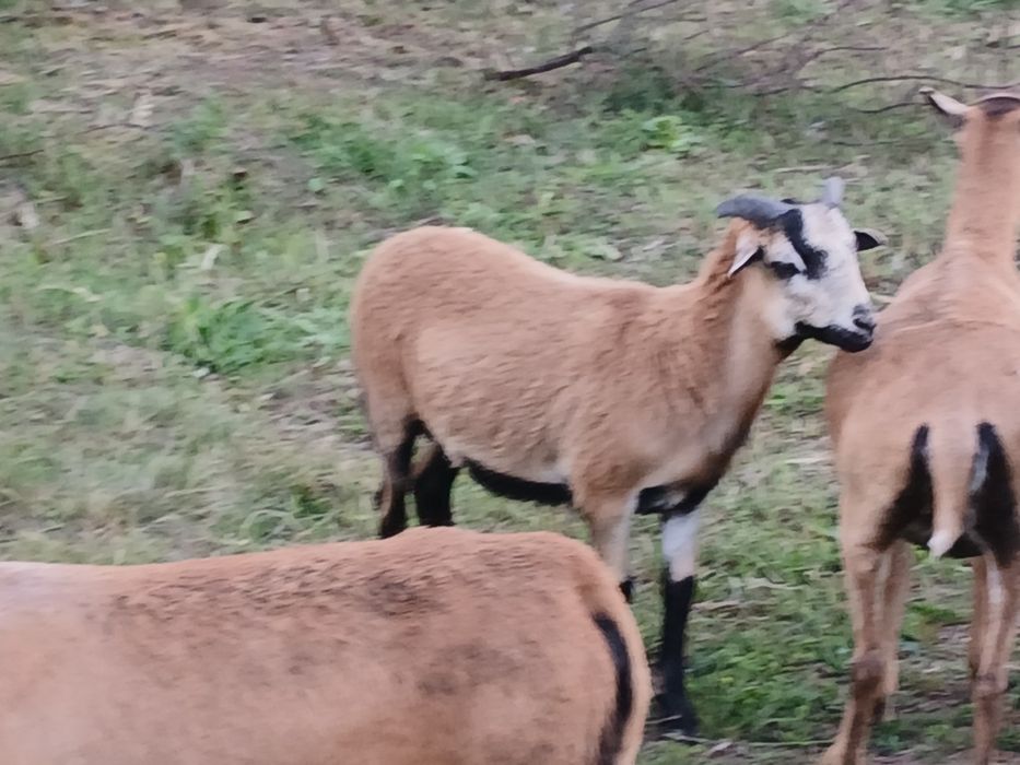 Berbec de camerun de 4 luni