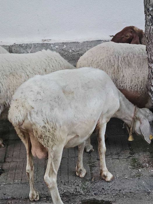 Продавам  мъжки ярета и две овце .