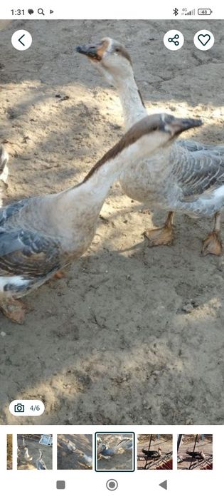 Gizlar sitiladi продам гусей