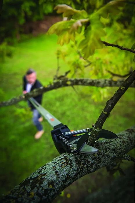 Обрезка плодовых деревьев