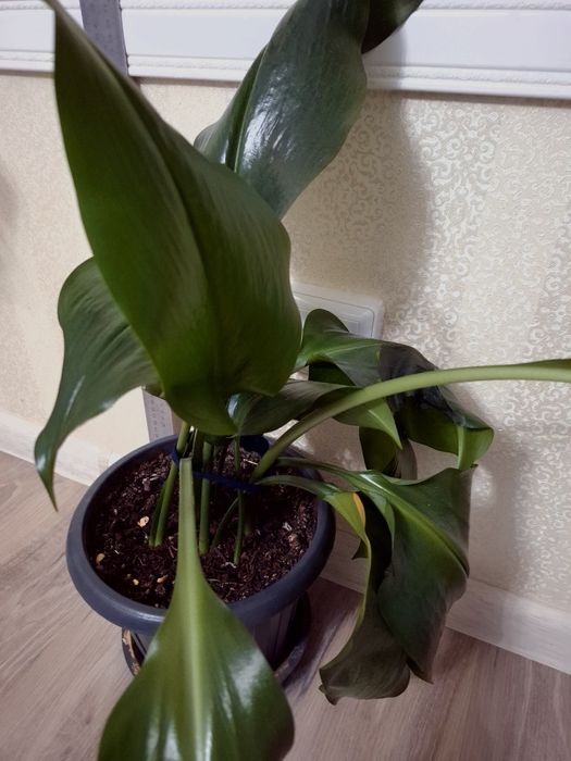 Комнатные растения Эухарис(Амазонская Лилия)