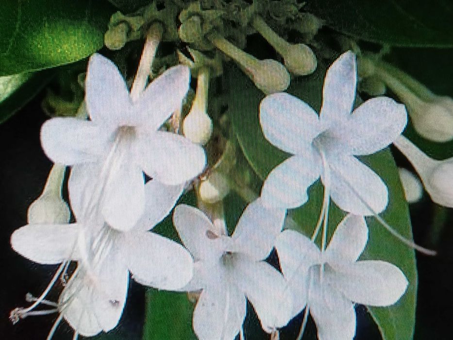 Сансевиерия,крассулы и др,