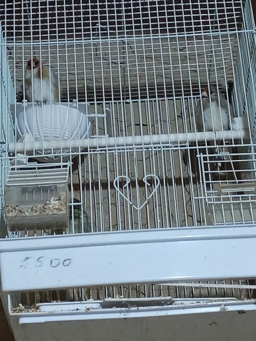 Певчая птицы очен хор