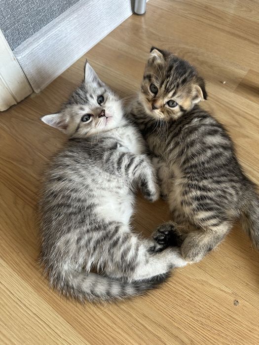 Котята Британцы продам 1,5 мес