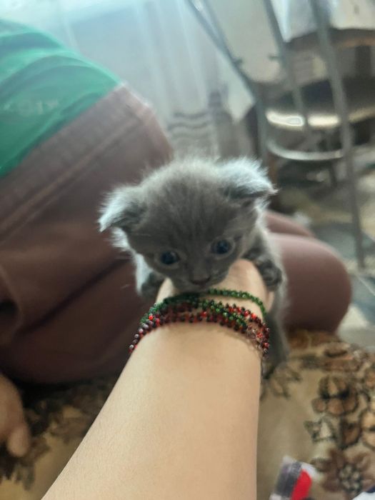 Отдам котят британцев