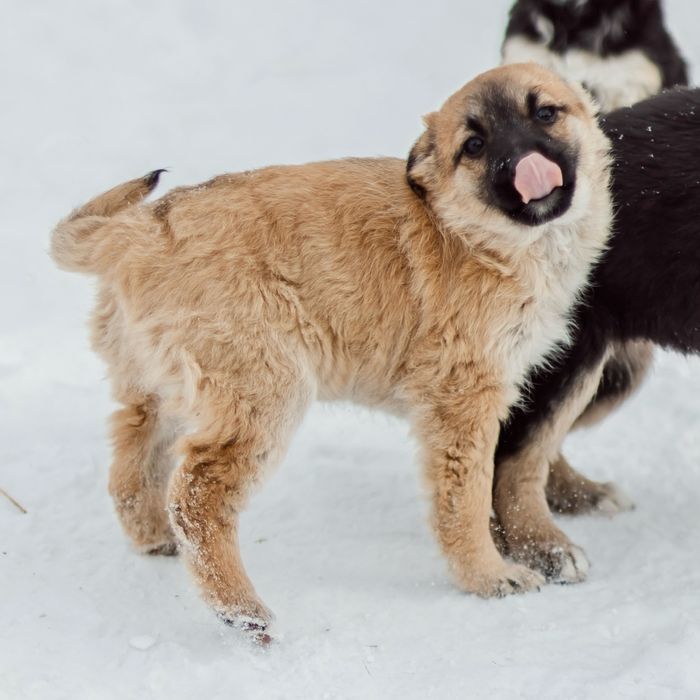 Отдаются щенки 4 месяца