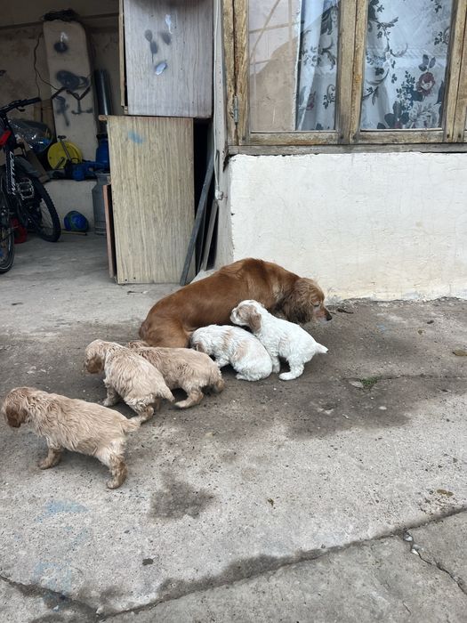 Англиский спаниель