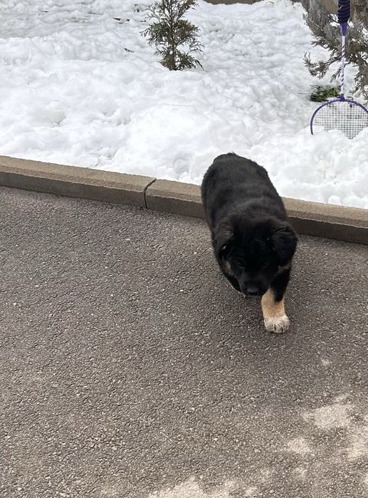 Продам щенка мальчика