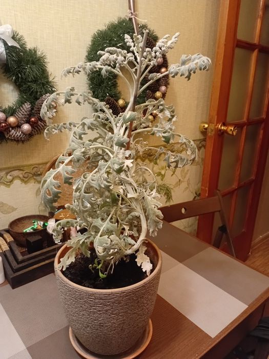 Комнатные цветы .