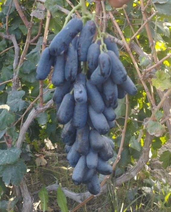 УЗУМ кучатларимизни 35 хил сорти бор сортига кафолат берамиз