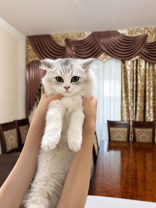 Скотиш страйт/бенгал/шиншилла/фолд/Skotish strayt/reg dol/bengal/fold