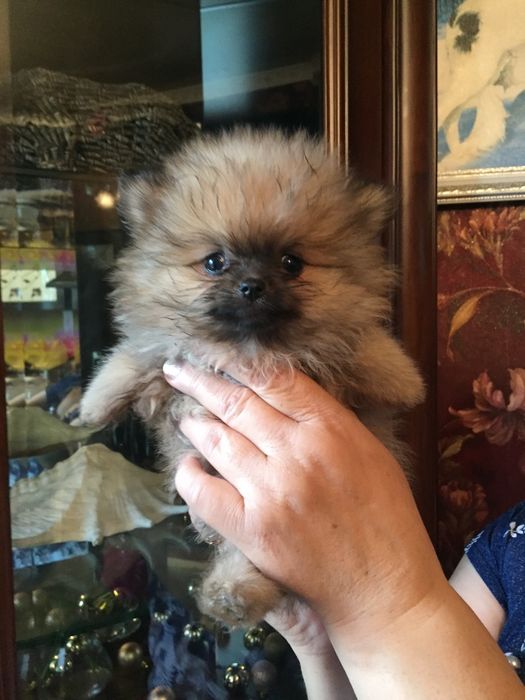 померанский шпиц