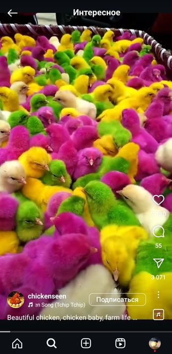 светная  цыплята