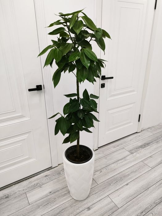 Комнатные цветы.  Есть доставка