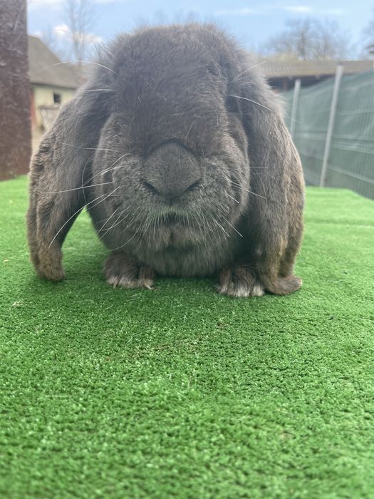 Mascul Berbec German Albastru