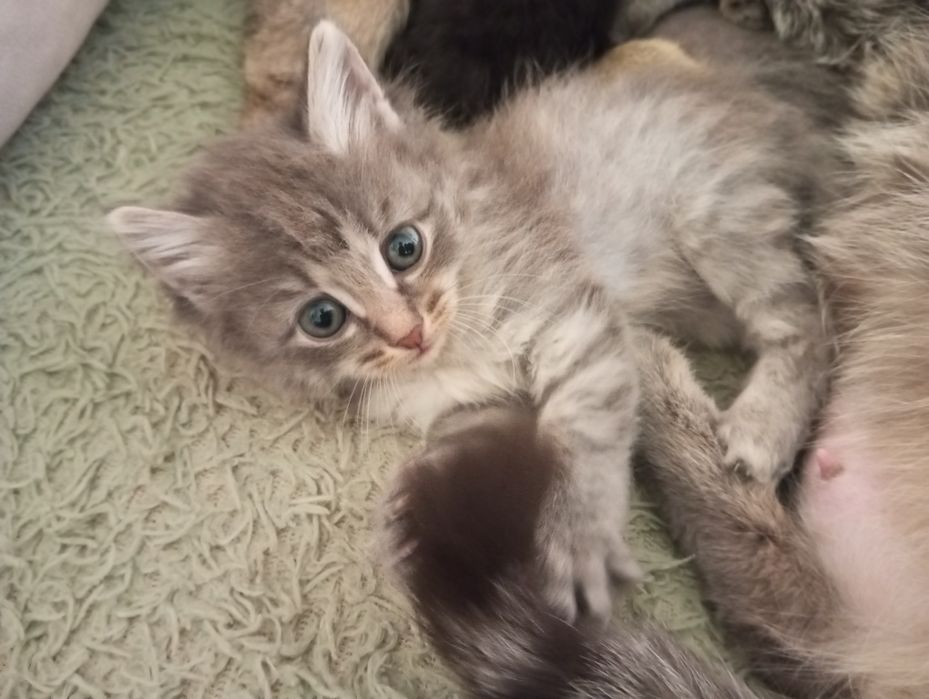 отдам котят бесплатно