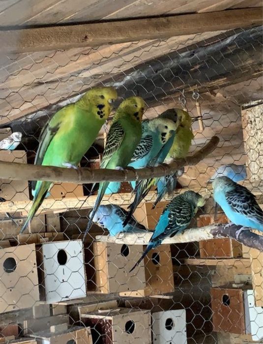 Perusi din crescatorie