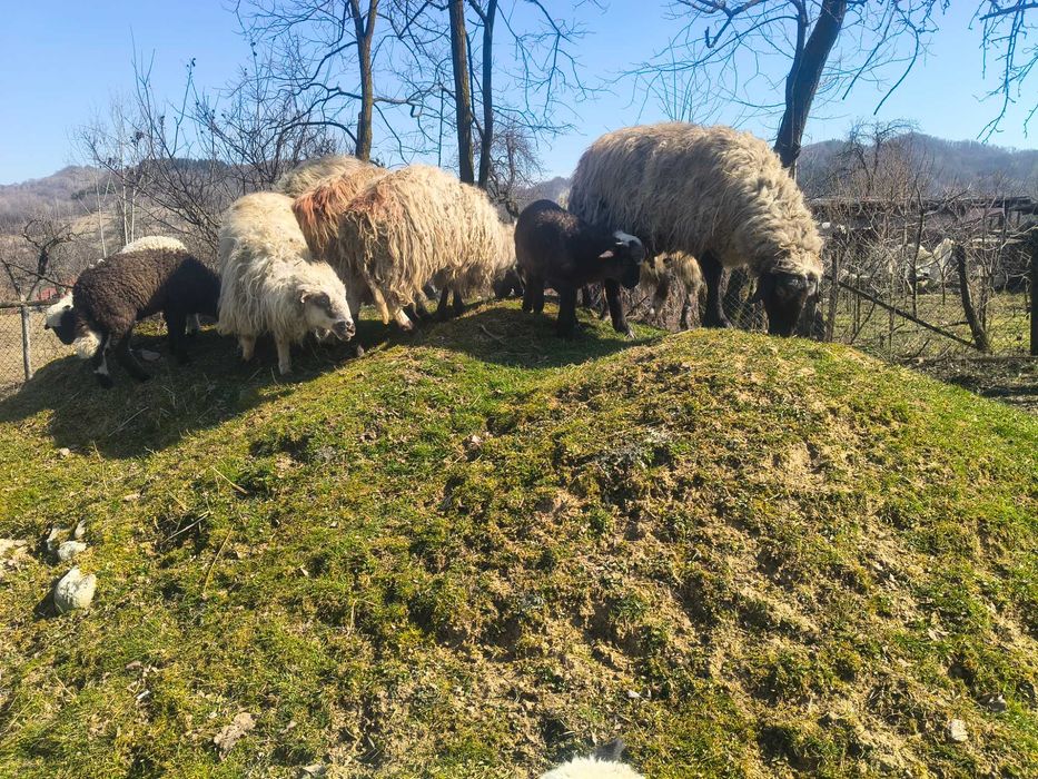 Oi de vânzare la prima fătare