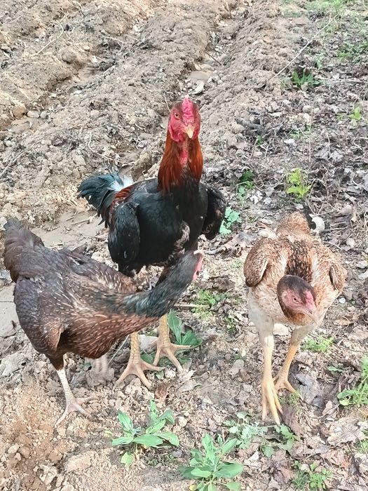 Dakan tuxum sotiladi