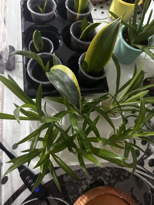 Комнатные цветы разных видов